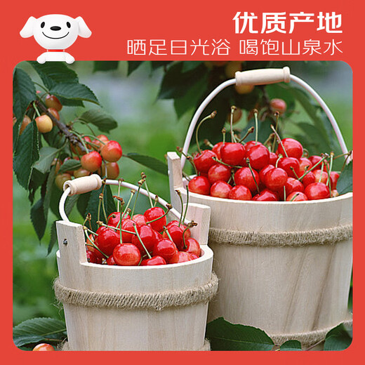 Jingxiansheng Domestic Cherry Cherries J Grade 1Jin Jin is equal to 0.5kg, single fruit 8g, fresh fruit, sweet and sour taste