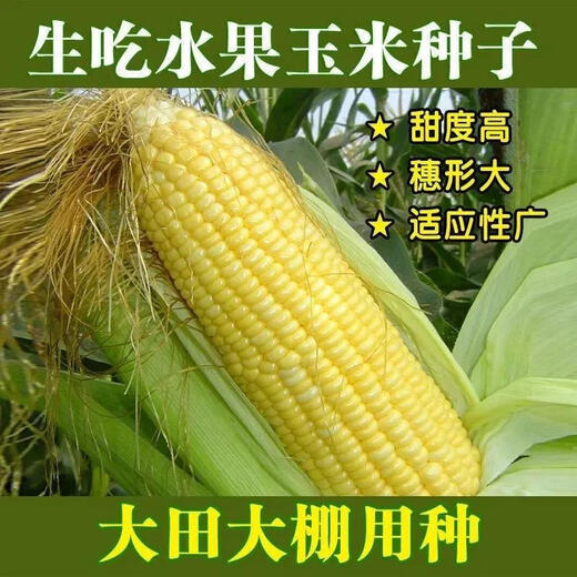 Super sweet fruit corn seeds, big sticks, early maturing, sweet and glutinous, eaten raw in the field all year round. Can be eaten raw. Super sweet fruit corn seeds, artificially selected new species. About 153 seeds (3 packs+)
