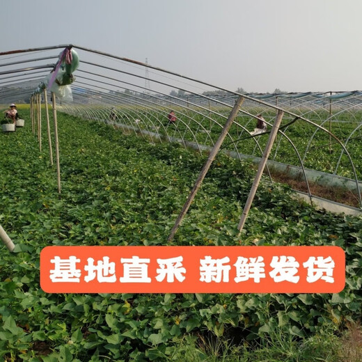The seedlings are shipped with roots, special for leaf sweet potato seedlings, sweet potato seedlings, sweet potato leaf seedlings, Fushu No. 18, 10 selected seedlings (planted)