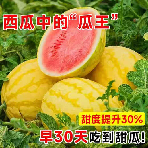 Yimizhu yellow skin watermelon seeds seedless watermelon seeds four seasons potted balcony planting Zaojia 8424 watermelon melon seeds yellow skin yellow flesh Golden Queen watermelon seeds *3 pack