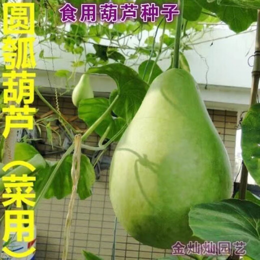 Four seasons extra large gourd seeds edible gourd seeds can be used to make water gourds all seasons farmhouse gourd seeds affordable price 1 pack