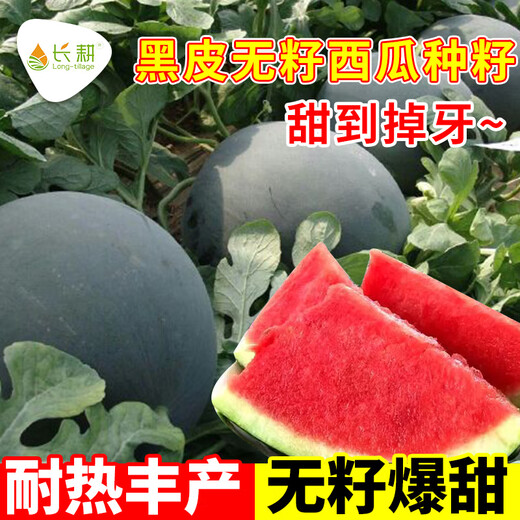 Long-cultivation lazy man watermelon seeds extra large seedless 8424 watermelon seedlings super sweet southern unicorn watermelon fruit and vegetable seeds sweet seedless watermelon seeds 100 pieces (red meat)