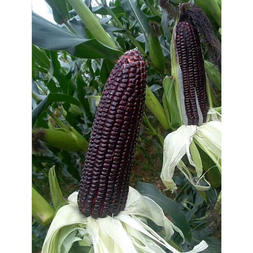 Semillas de maíz ceroso dulce negro de primavera, semillas súper dulces, cuatro estaciones, alto rendimiento, semillas de maíz extra grandes tolerantes a la sequía, semillas de maíz ceroso negro aprobadas a nivel nacional, 5 paquetes, alrededor de 251 semillas