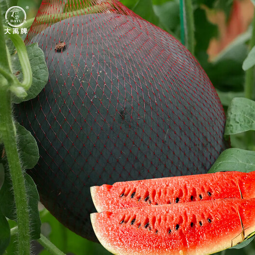 Dayu 8424 watermelon seeds are suitable for southern rock sugar unicorn melon seeds, early-maturing and thin-skinned, Holiday jade unicorn watermelon seeds 300 capsules