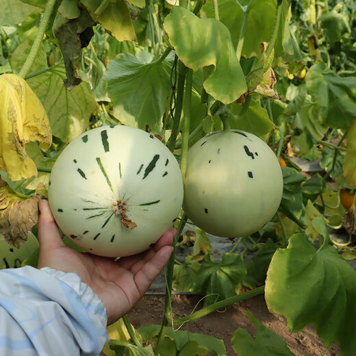 Fengming Yashi Chinese vegetable melon seeds, horn honey seeds, green-skinned melon seeds, fruit seeds, thin-skinned melon seeds, melon seeds, Jasper No. 3 melon seeds, 30 capsules