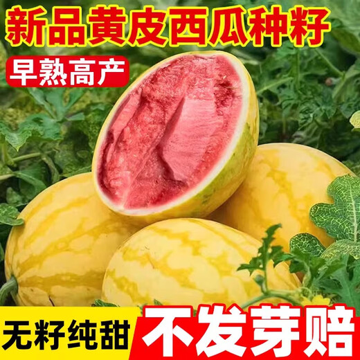 Yimizhu yellow skin watermelon seeds seedless watermelon seeds four seasons potted balcony planting Zaojia 8424 watermelon melon seeds yellow skin yellow flesh Golden Queen watermelon seeds *3 pack