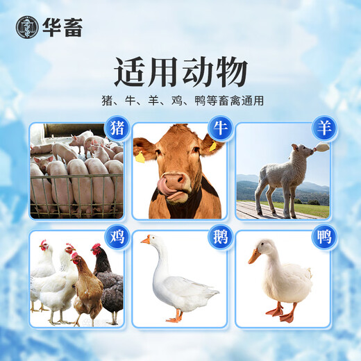 Huazhu Wenlikang chicken, duck, goose, pigeon, quail, poultry breeding feed additives, pigeon medicine, bird food and chicken medicine 3 bottles of Wenlikang