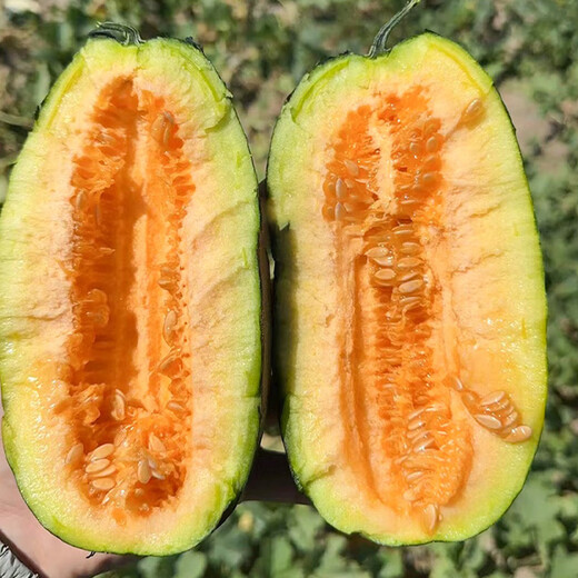 Shouhe Green Skin Melon Seeds Large Whole Melon Black Skin Melon Seeds 100 capsules x 5 dry noodles Fragrant