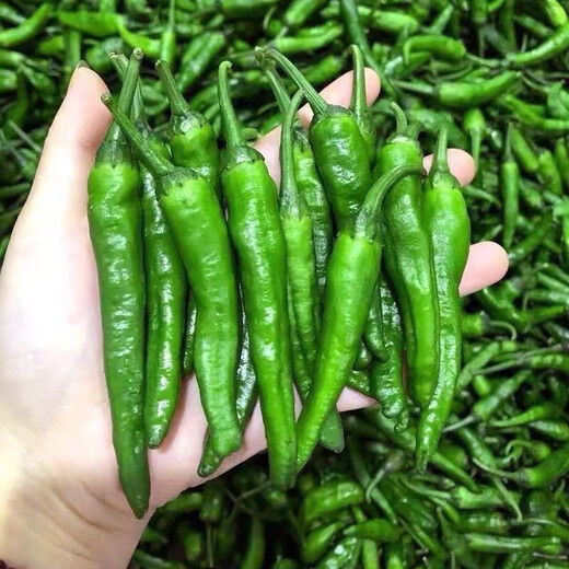 Authentic camphor tree pepper seeds, camphor tree pepper seeds, new pepper seeds, sown in spring and autumn, Zhangshu Harbor courtyard small collection, new seeds, about 208 capsules/