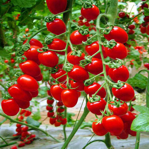 Millennium Tomato Cherry Tomato Seeds Fruits and Vegetables Spring Four Seasons Tomato Crust Potted Garden Balcony Combination Pack 2+Millennium Tomato 300 capsules Fast delivery