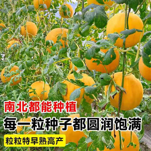 Yimizhu yellow skin watermelon seeds seedless watermelon seeds four seasons potted balcony planting Zaojia 8424 watermelon melon seeds yellow skin yellow flesh Golden Queen watermelon seeds *3 pack