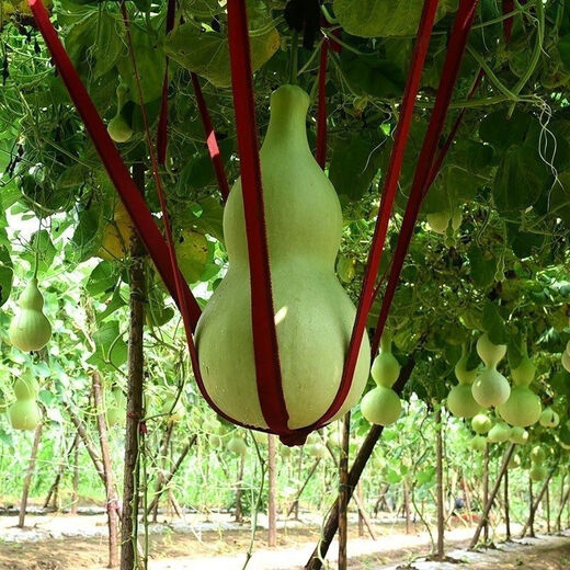 Extra large gourd seeds, giant extra large gourds, extra large gourd seeds, large gourd seeds, giant gourd seeds, extra large, do not choose soil for planting, about 30 seeds, 3 packs