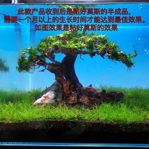 Finished fish tank landscaping Moss tree to welcome guests, pine tree-shaped Brazilian tree, deadwood, negative aquatic plants, novice package, must read before purchasing