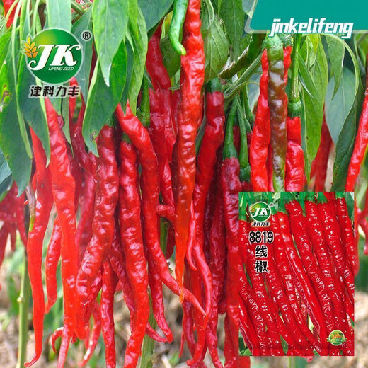Spicy screw pepper seeds, golden screw green pepper, pig intestine pepper seeds, garden field balcony potted vegetable seeds, new species 8819 long-line pepper, about 300 capsules, 1 pack