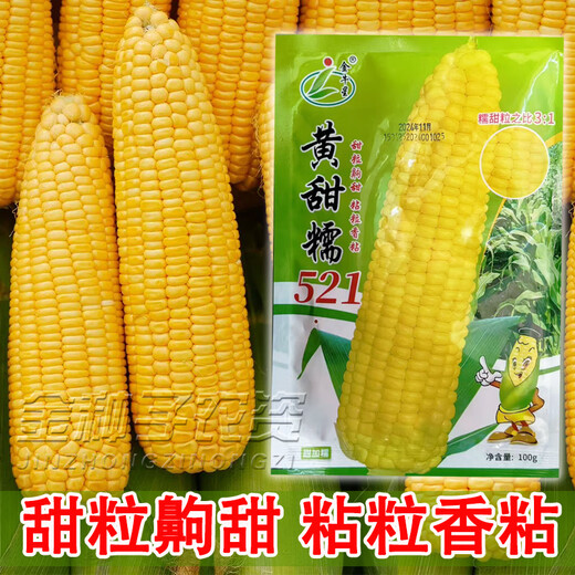 Taurus Star Yellow Sweet Nuo 521 Yellow Glutinous Corn Seeds Northeast Sticky Corn Seeds Sweet Plus Glutinous Yellow Sticky Corn Not Bald Tip Huang Tian Nuo 521 Corn 100g