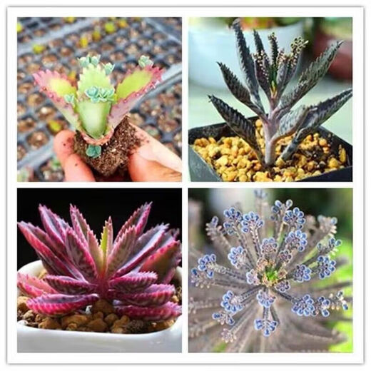 Phoenix Lace Princess, Broad-leaf Phoenix, Large leaves falling to the ground, Large-leaf Phoenix, Small-leaf Phoenix, Phoenix Brocade + Stick-leaf Phoenix, no pot included