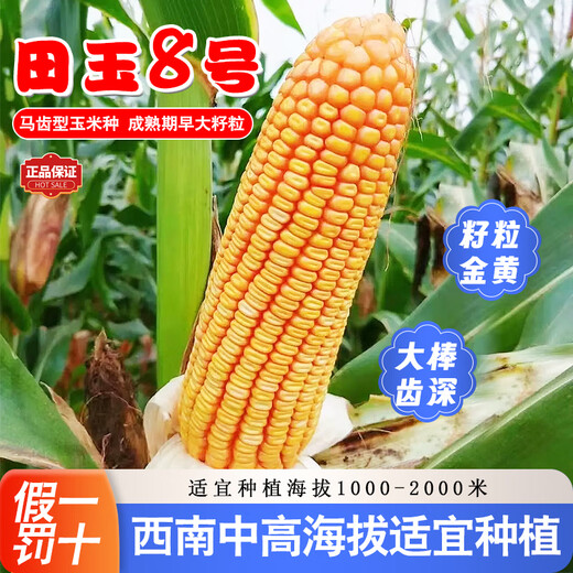Семена кукурузы средней высоты Юньнань Тяньюй № 8, оригинальные аутентичные семена кукурузы с большой палкой и глубоким зубчиком Тяньюй № 8, семена кукурузы 4 Цзинь Цзинь, равные 0,5 кг, 1 мешок, 2 кг/мешок