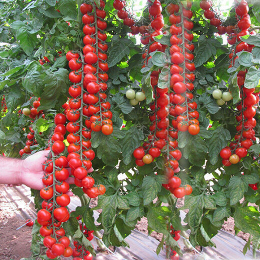 Millennium Tomato Cherry Tomato Seeds Fruits and Vegetables Spring Four Seasons Tomato Crust Potted Garden Balcony Combination Pack 2+Millennium Tomato 300 capsules Fast delivery