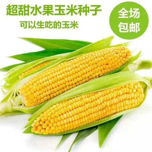 Super sweet fruit corn seeds, big sticks, early maturing, sweet and glutinous, eaten raw in the field all year round. Can be eaten raw. Super sweet fruit corn seeds, artificially selected new species. About 153 seeds (3 packs+)