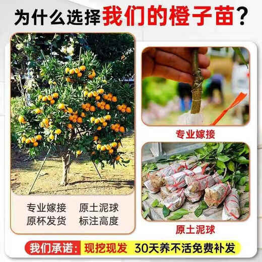 Yimi bamboo navel orange seedlings, Newhall navel orange seedlings, grafted orange saplings, fruit tree seedlings planted in the south and north, fruit trees that bear fruit in the same year, high-quality red orange river 5-year seedlings, with soil and leaves.