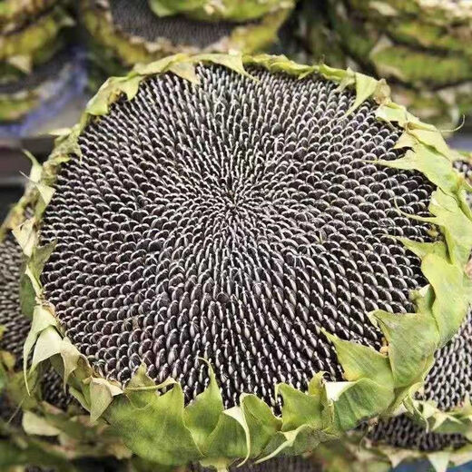 Large edible sunflower seeds, melon seeds, large, plump sunflower seeds, edible sunflower seeds, original 5 packs of 130 capsules