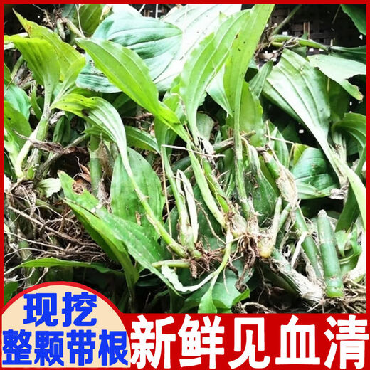 Fresh Jianxue herbal Chinese herbal medicine Jianxueqing Chinese herbal medicine sheep ear garlic good site wholesale seedlings potted seedlings 3 seedlings moisturizing pack