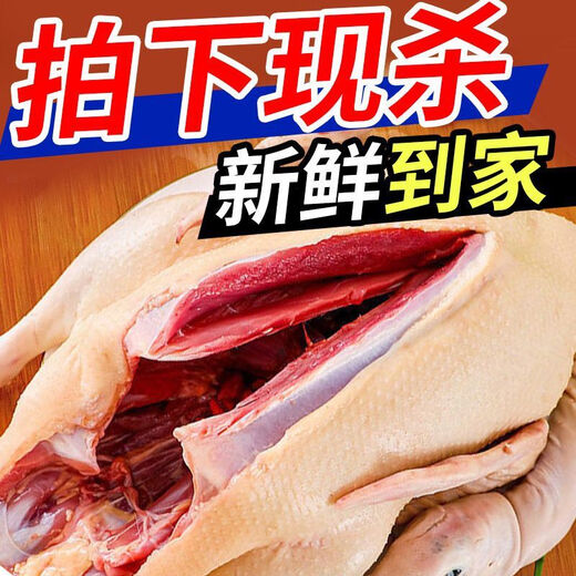 Large free-range duck, teal duck, native duck, whole shelduck, old duck, fresh ingredients, authentic farm duck meat, 7 Jin Jin is equal to 0.5 kilograms, the net weight of the native duck after killing is 5 Jin Jin, which is equal to 0.5 kilograms