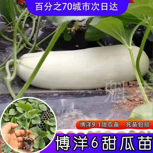 Sweet croissant honey melon seedlings Shouguang sweet crisp emerald Boyang No. 6 cantaloupe seeds four seasons spring and autumn potted plants (so sweet) Boyang 6 melon seedlings seeds 29 original packaging