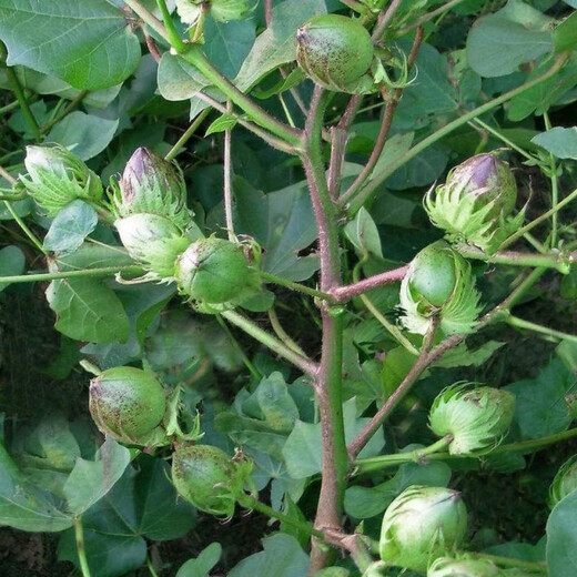 Miao Chongchong Xinjiang Cotton Seeds High Yield Lazy Man Thousand Jin Jin is equal to 0.5 kg Wang Datian Planting Xinjiang High Yield Cotton Seeds This Year's New Seeds Package Selected 100