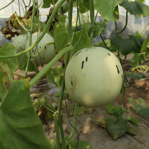 Fengming Yashi Chinese vegetable melon seeds, horn honey seeds, green-skinned melon seeds, fruit seeds, thin-skinned melon seeds, melon seeds, Jasper No. 3 melon seeds, 30 capsules