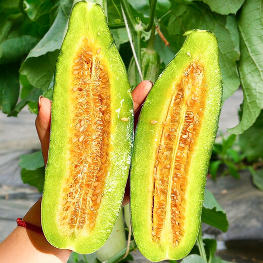 Beishu Melon Seeds Emerald Rock Sugar Seeds Croissant Honey White Sand Honey Spring Cantaloupe Seeds Beishu Croissant Honey Melon Seeds 200 capsules