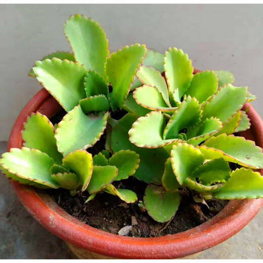 Phoenix Lace Princess, Broad-leaf Phoenix, Large leaves falling to the ground, Large-leaf Phoenix, Small-leaf Phoenix, Phoenix Brocade + Stick-leaf Phoenix, no pot included