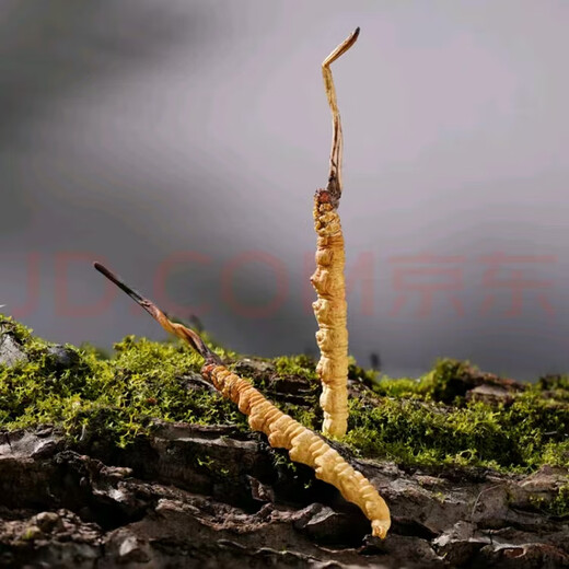 高海拔冬虫夏草正品头期干货虫草3根/克  2根/克多种规格高档礼盒 那曲虫草3根一克30条