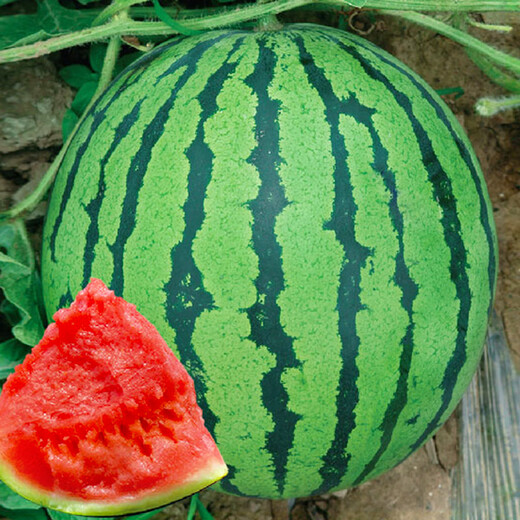 Dayu Lazy Man Watermelon Seed Seedlings Extra Large Suitable for Early Maturing Lazy Man in the South 8424 Kirin Melon Meidu Seedless Fruits and Vegetables Weiyu Meidu Watermelon Seeds 150 capsules/barrel