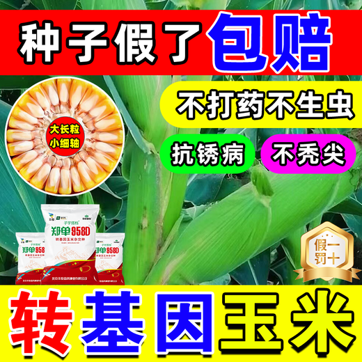 Strong Man Genetically Modified Corn Seeds Resistant to Corn Borer, Double Cobs, Low Stems, Lodging Resistant, Disease Resistant, Hard Large Cobs, Corn Seeds, Genetically Modified Super Resistant, 4300 capsules