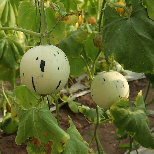 Fengming Yashi Chinese vegetable melon seeds, horn honey seeds, green-skinned melon seeds, fruit seeds, thin-skinned melon seeds, melon seeds, Jasper No. 3 melon seeds, 30 capsules