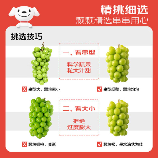 Jingxiansheng Sunshine Rose Grape Green Grape 2-2.5 Jin Jin is equal to 0.5 kg, single fruit is about 10g, fresh fruit