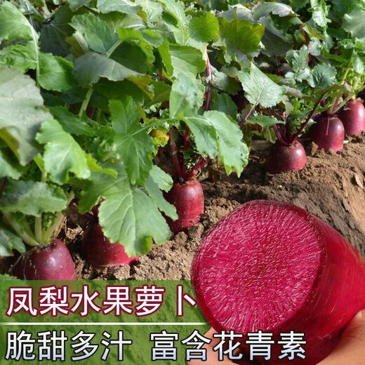 凤梨水果萝卜种子生吃紫美人萝卜胭脂萝卜籽夏季四季蔬菜种子大全 精品原装【1098粒】五包