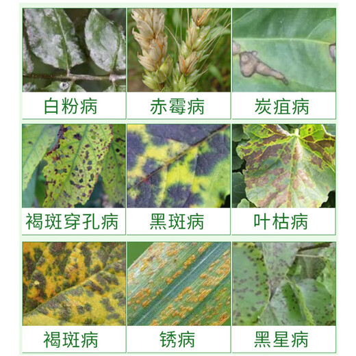 Gramine 6% kasugamycin fungicide, rice blast disease, wildfire canker, gummosis pesticide