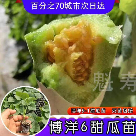 Sweet croissant honey melon seedlings Shouguang sweet crisp emerald Boyang No. 6 cantaloupe seeds four seasons spring and autumn potted plants (so sweet) Boyang 6 melon seedlings seeds 29 original packaging