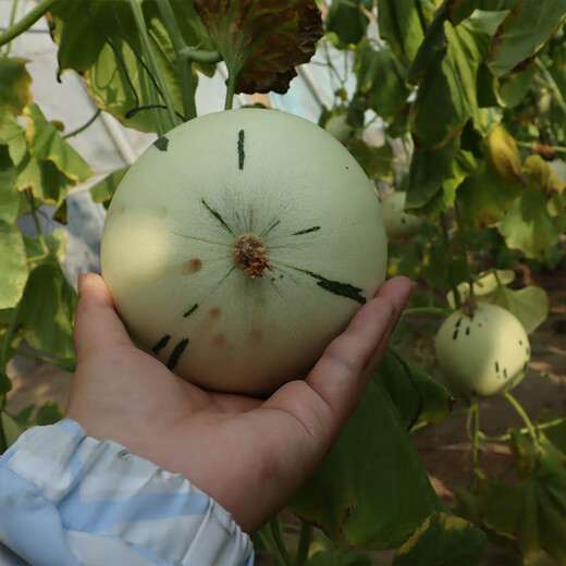 Fengming Yashi Chinese vegetable melon seeds, horn honey seeds, green-skinned melon seeds, fruit seeds, thin-skinned melon seeds, melon seeds, Jasper No. 3 melon seeds, 30 capsules