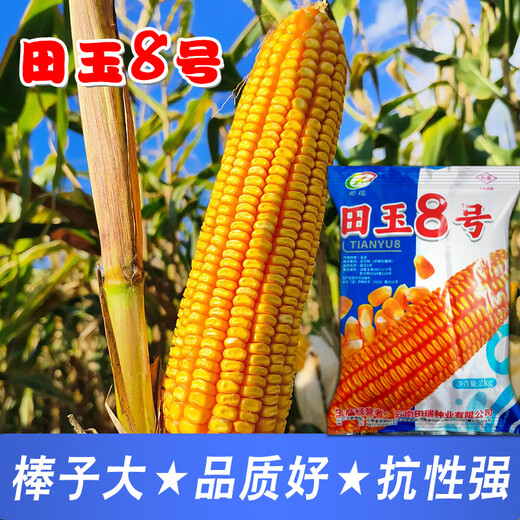 Семена кукурузы средней высоты Юньнань Тяньюй № 8, оригинальные аутентичные семена кукурузы с большой палкой и глубоким зубчиком Тяньюй № 8, семена кукурузы 4 Цзинь Цзинь, равные 0,5 кг, 1 мешок, 2 кг/мешок
