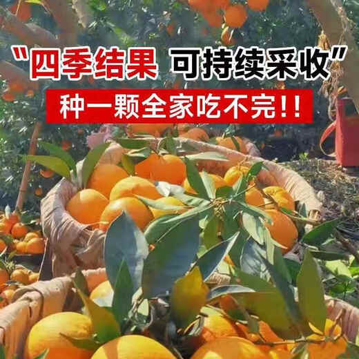 Yimi bamboo navel orange seedlings, Newhall navel orange seedlings, grafted orange saplings, fruit tree seedlings planted in the south and north, fruit trees that bear fruit in the same year, high-quality red orange river 5-year seedlings, with soil and leaves.