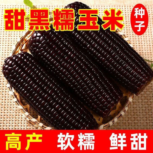 Semillas de maíz ceroso dulce negro de primavera, semillas súper dulces, cuatro estaciones, alto rendimiento, semillas de maíz extra grandes tolerantes a la sequía, semillas de maíz ceroso negro aprobadas a nivel nacional, 5 paquetes, alrededor de 251 semillas