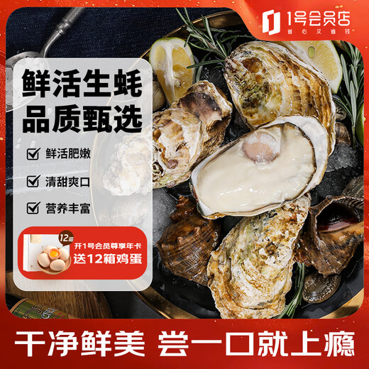 Lighthouse Jellyfish Fresh Rushan Oyster XL Net Weight 5 Jin Jin equals 0.5 kg Straight from the source