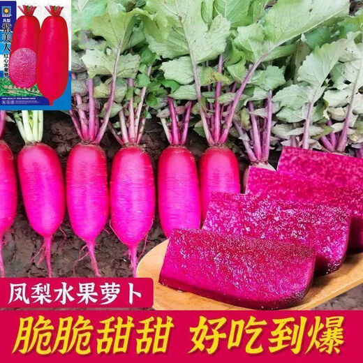 凤梨水果萝卜种子生吃紫美人萝卜胭脂萝卜籽夏季四季蔬菜种子大全 精品原装【1098粒】五包