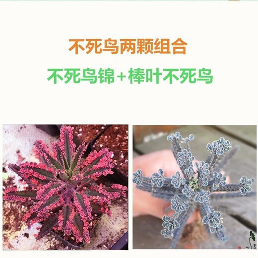 Phoenix Lace Princess, Broad-leaf Phoenix, Large leaves falling to the ground, Large-leaf Phoenix, Small-leaf Phoenix, Phoenix Brocade + Stick-leaf Phoenix, no pot included