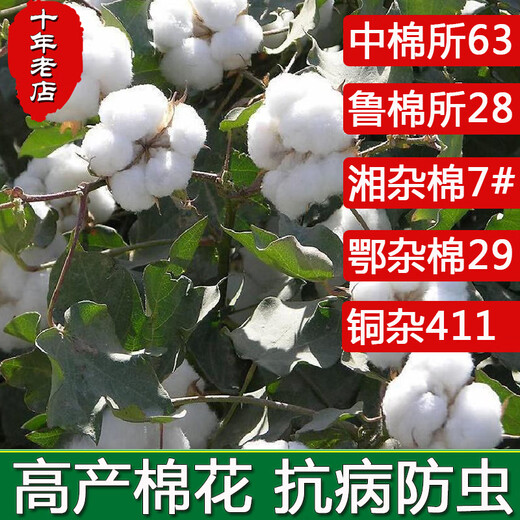 New cotton seed cottonseed kernel household potted plant lazy cotton high-yielding insect-resistant and disease-resistant field planting China Cotton Institute No. 63 seed 50g