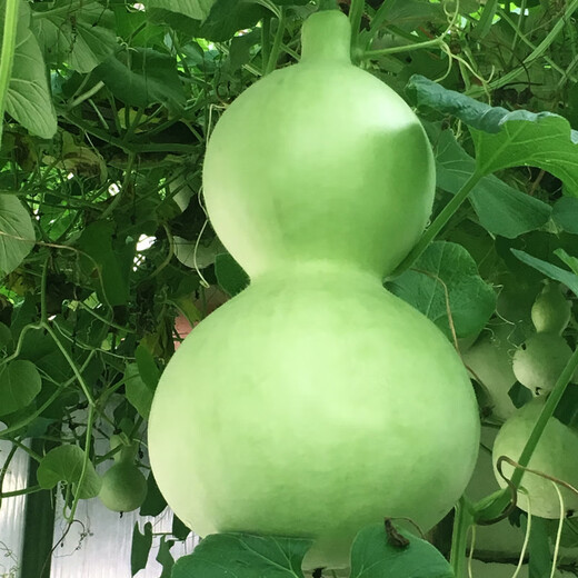 Natural Extra Large Giant Extra Large Gourd Seeds Medium and Small Wine Eight Treasure Gourd Seeds Wenwan Mini Yawaist Hand Twist Collection Giant Gourd Seeds 10 capsules 1 bag