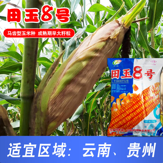 Семена кукурузы средней высоты Юньнань Тяньюй № 8, оригинальные аутентичные семена кукурузы с большой палкой и глубоким зубчиком Тяньюй № 8, семена кукурузы 4 Цзинь Цзинь, равные 0,5 кг, 1 мешок, 2 кг/мешок